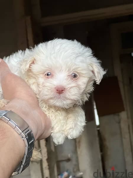 havanese puppy  color  eye 2