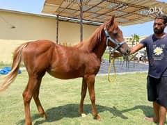 8 month Female horse for sell 0