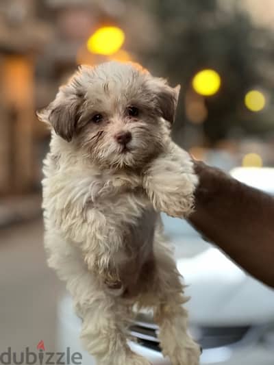 havanese puppy long hair