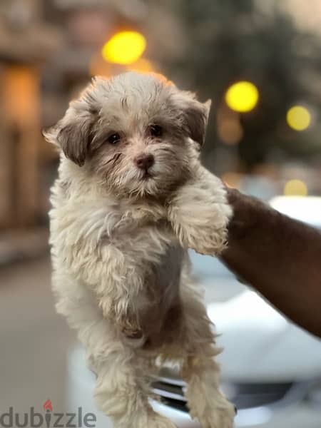 havanese puppy long hair 0