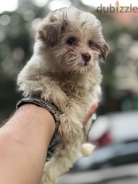 havanese puppy long hair 1