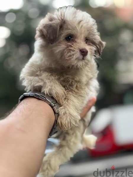 havanese puppy long hair 2