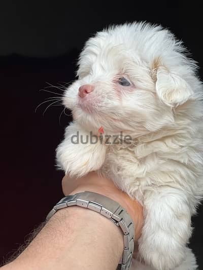 mini havanese puppy pure