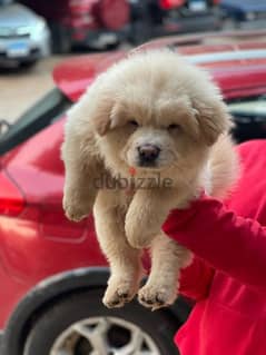 chow chow male