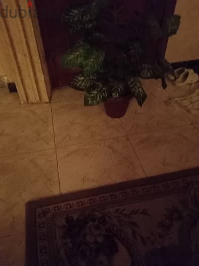 شجرة الياسمين