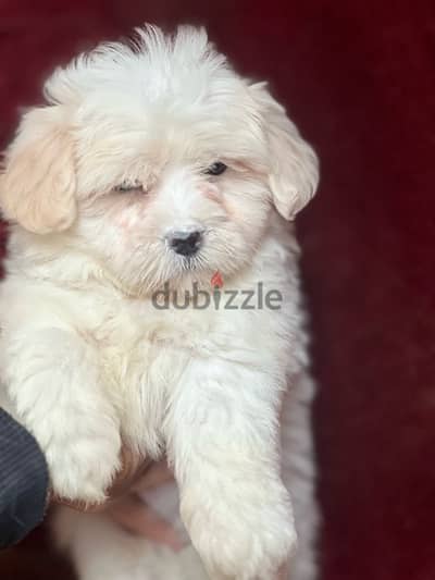 havanese long hair puppies