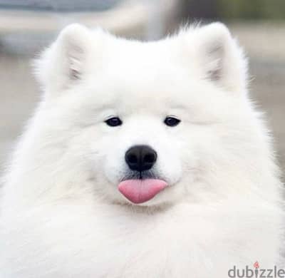 A Samoyed Male From Russia is looking for his family