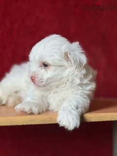 mini havanese puppy  blue eyes