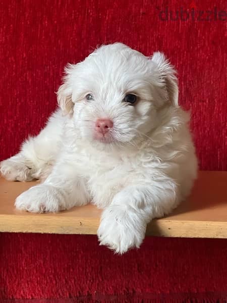 mini havanese puppy  blue eyes 1