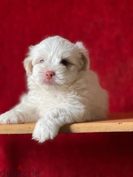 mini havanese puppy  blue eyes 2