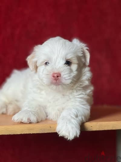 mini havanese puppy  blue eyes