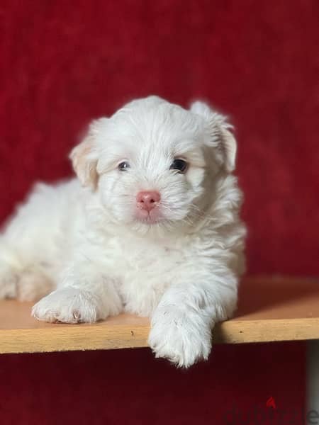 mini havanese puppy  blue eyes 3