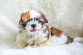 Shih Tzu puppy with imported parents "premium quality" 0