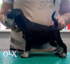 Miniature Schnauzer From Russia Puppy Full Documents Top quality