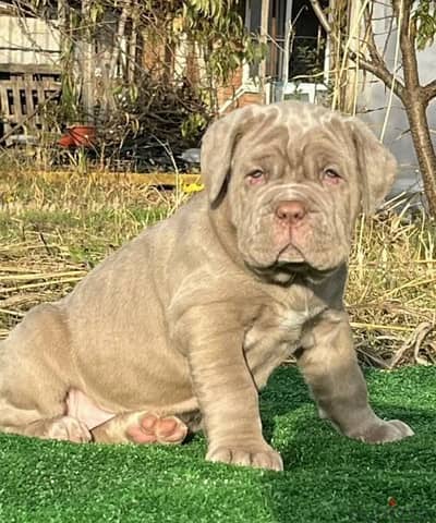 Imported Neapolitan mastiff puppies From Russia