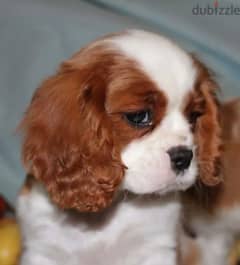 The Cavalier King Charles spaniel From Russia