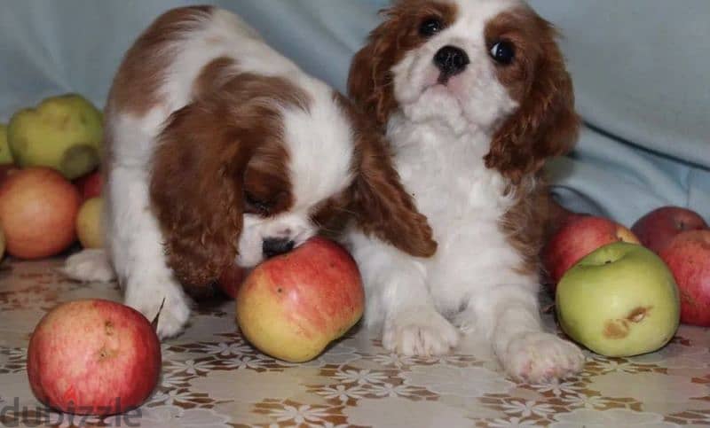 The Cavalier King Charles spaniel From Russia 1