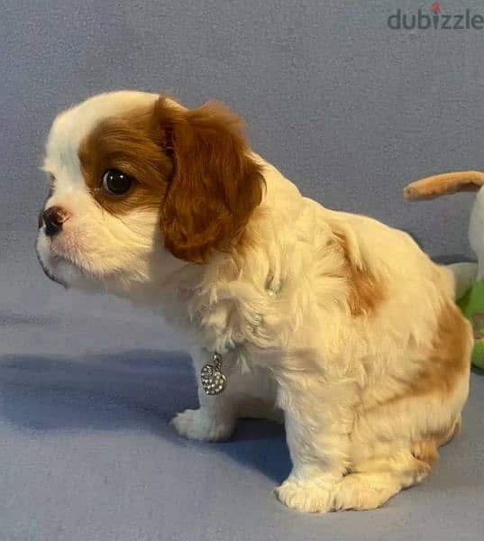 The Cavalier King Charles spaniel From Russia 4