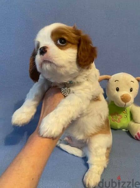 The Cavalier King Charles spaniel From Russia 5