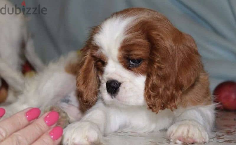 The Cavalier King Charles spaniel From Russia 6