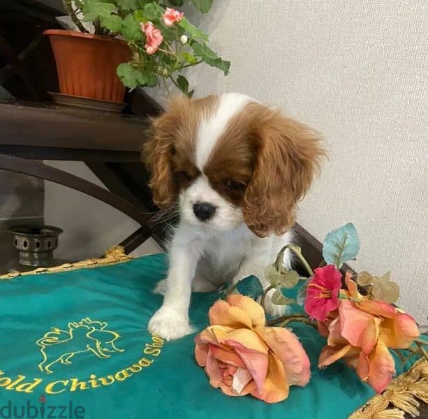 The Cavalier King Charles spaniel From Russia 7