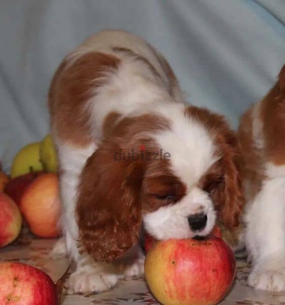 The Cavalier King Charles spaniel From Russia 8