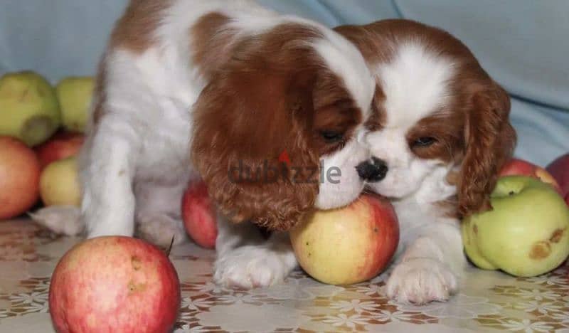 The Cavalier King Charles spaniel From Russia 9