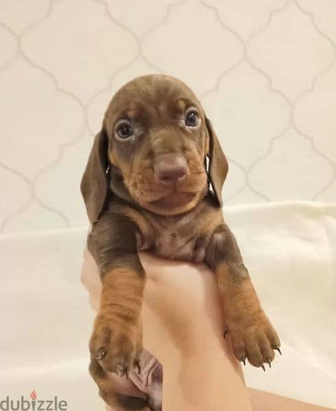 Standard smooth haired top dachshund