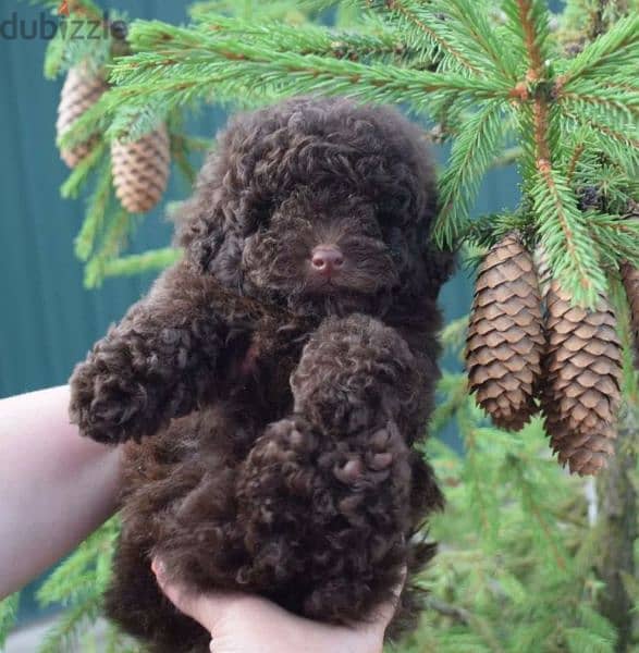 Imported Chocolate Toy Poodle puppy From Russia 1