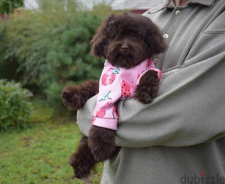 Imported Chocolate Toy Poodle puppy From Russia 2