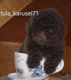 Imported Chocolate Toy Poodle puppy From Russia 0