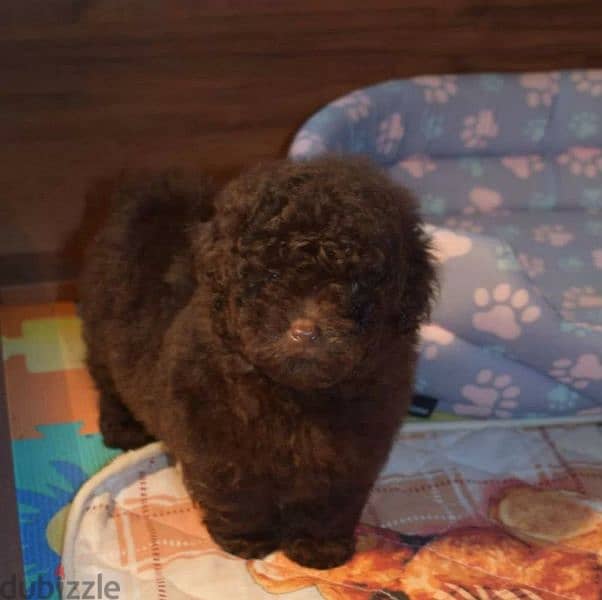 Imported Chocolate Toy Poodle puppy From Russia 3