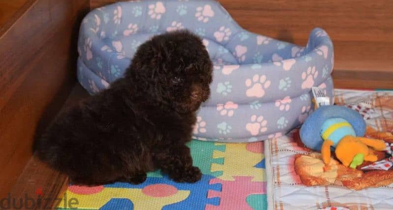 Imported Chocolate Toy Poodle puppy From Russia 4