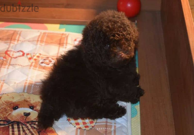 Imported Chocolate Toy Poodle puppy From Russia 5