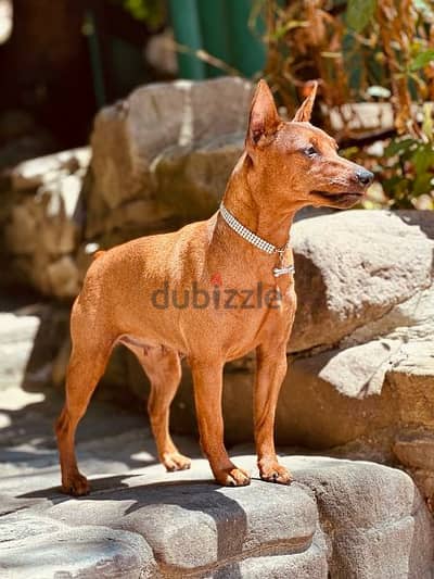 Miniature Pinscher From Russia FCI