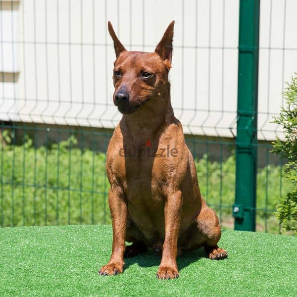 Miniature Pinscher From Russia FCI 1