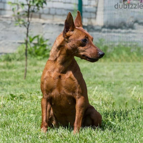 Miniature Pinscher From Russia FCI 2