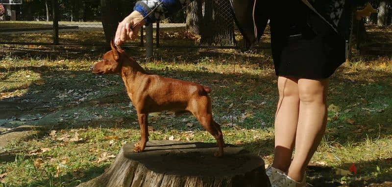 Miniature Pinscher From Russia FCI 6