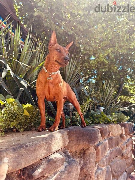 Miniature Pinscher From Russia FCI 7