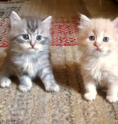 Persian cat for sale