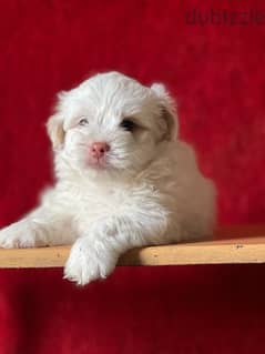 havanese puppy color eye