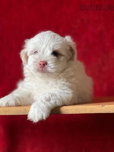 havanese