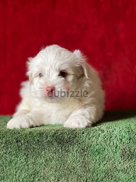 havanese puppy color eye 2