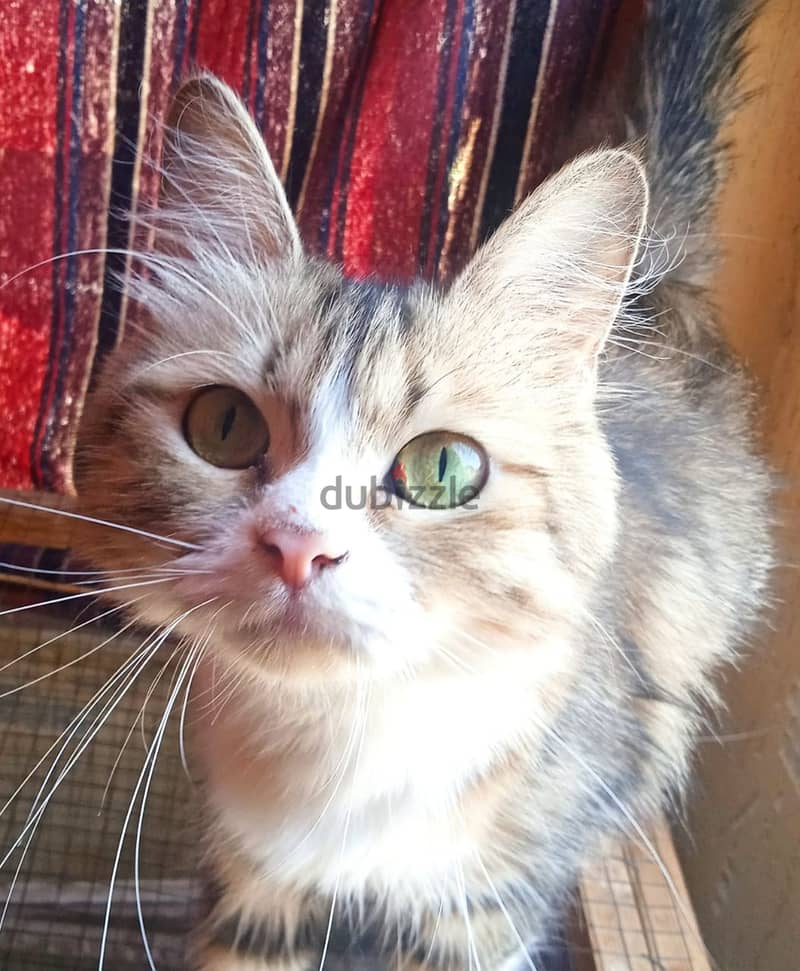 قطة شيرازي سلالة عالية جميلة 1