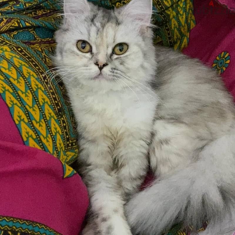 Shirazi grey cat 1