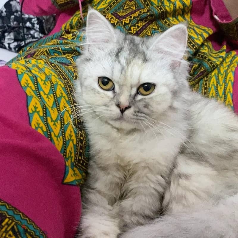 Shirazi grey cat 2