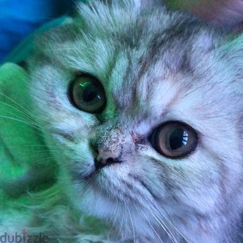 Shirazi grey cat 4