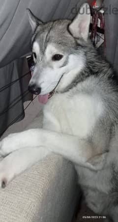 Northern inuit hot sale dog olx