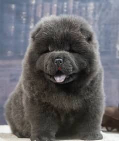 Blue Chow Chow From Russia FCI We offer Male