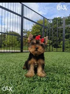 Imported Yorkshire terrier Male & Female 2 Months Full documents 0